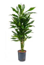 Hydroplant Dracaena Fragrans Janet Lind - sale