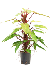 Hydroplant Philodendron Painted Lady - sale
