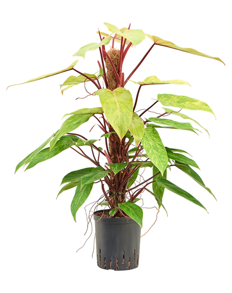 Hydroplant Philodendron - sale