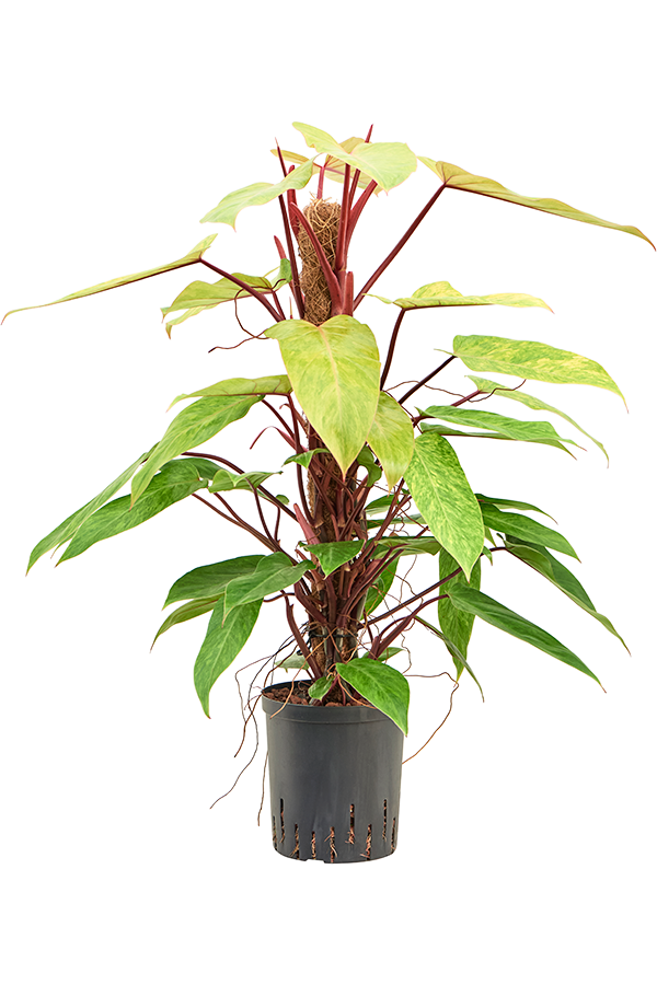 Hydroplant Philodendron Painted Lady - sale
