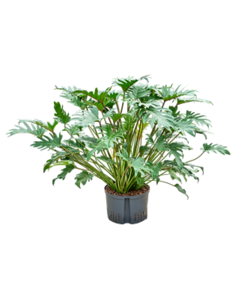 Hydroplante Philodendron Xanadu