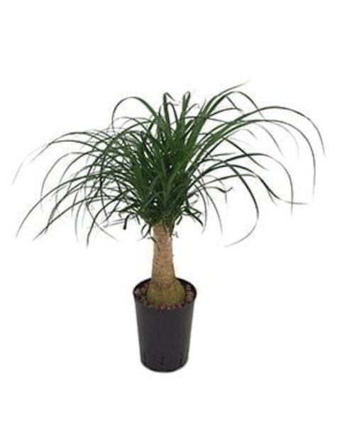 Hydroplant Beaucarnea - sale