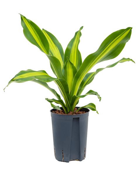 Hydroplant Dracaena - sale