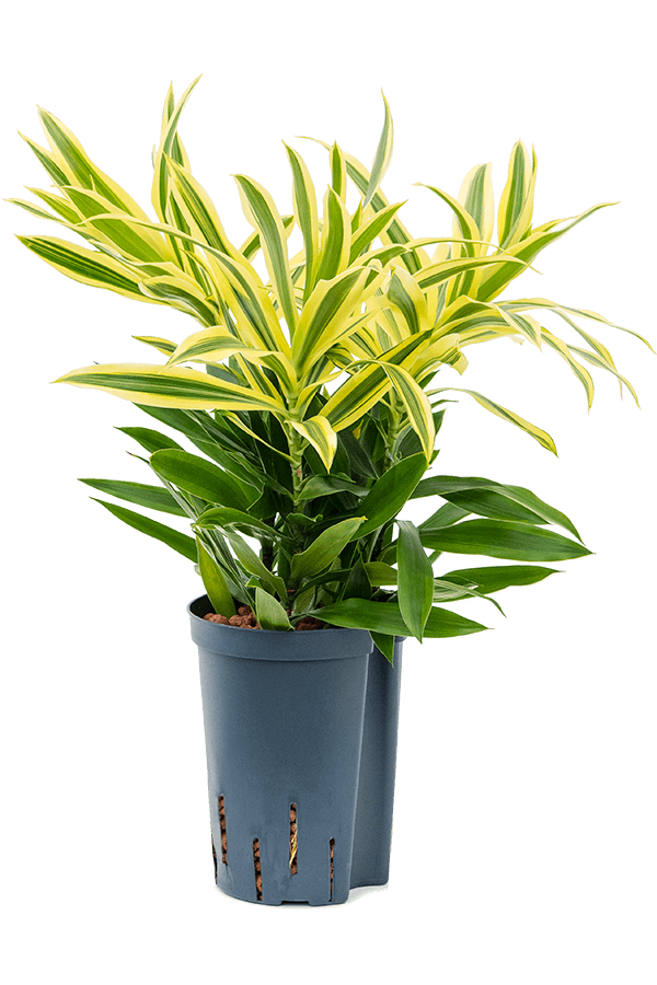 Hydroplant Pleomele (Dracaena) Reflexa Song Of Sri Lanka - sale