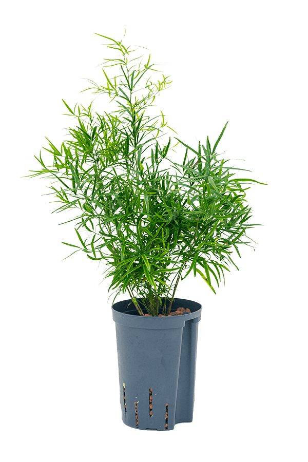 Hydroplant Asparagus falcatus - sale