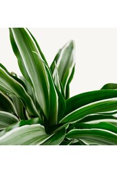 Hydroplant Dracaena Deremensis White Stripe - sale