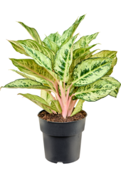 Aglaonema Chartreuse Pretty