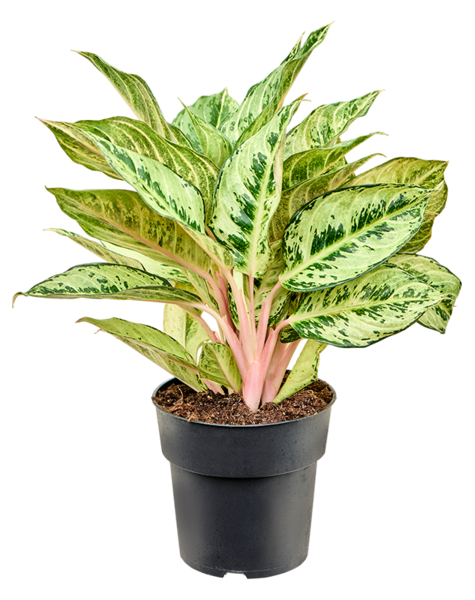 Aglaonema