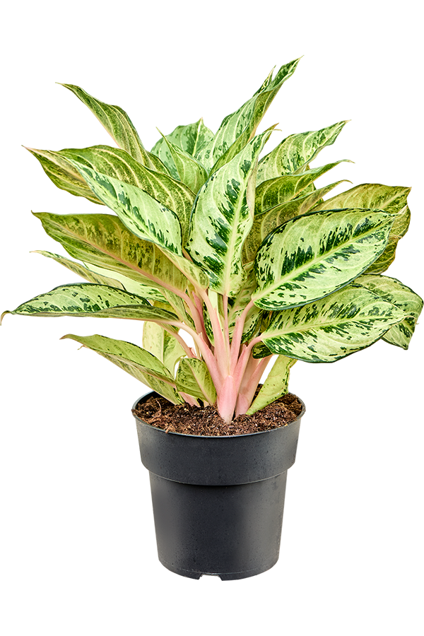 Aglaonema Chartreuse Pretty
