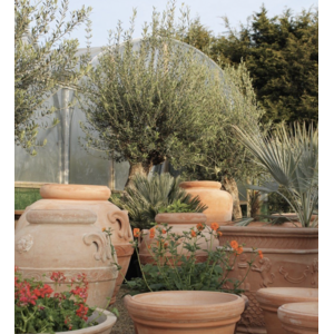 Buitenplant in pot Terra cotta