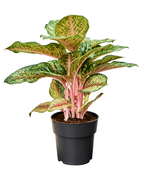 Aglaonema