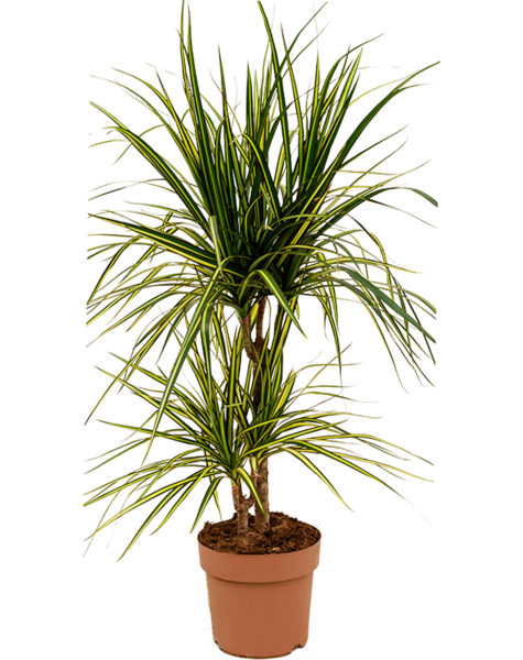 Dracaena