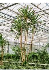 Dracaena Gymea (500-550)