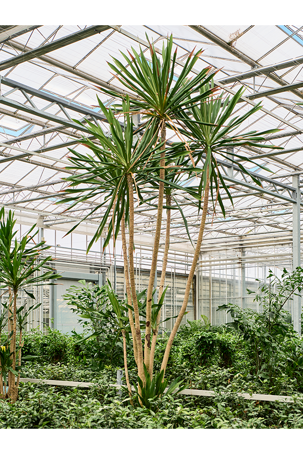 Dracaena Gymea (500-550)
