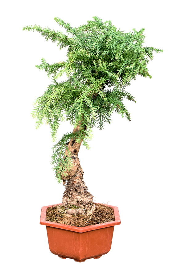 Araucaria Cunninghamii