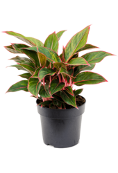 Aglaonema Jungle Red