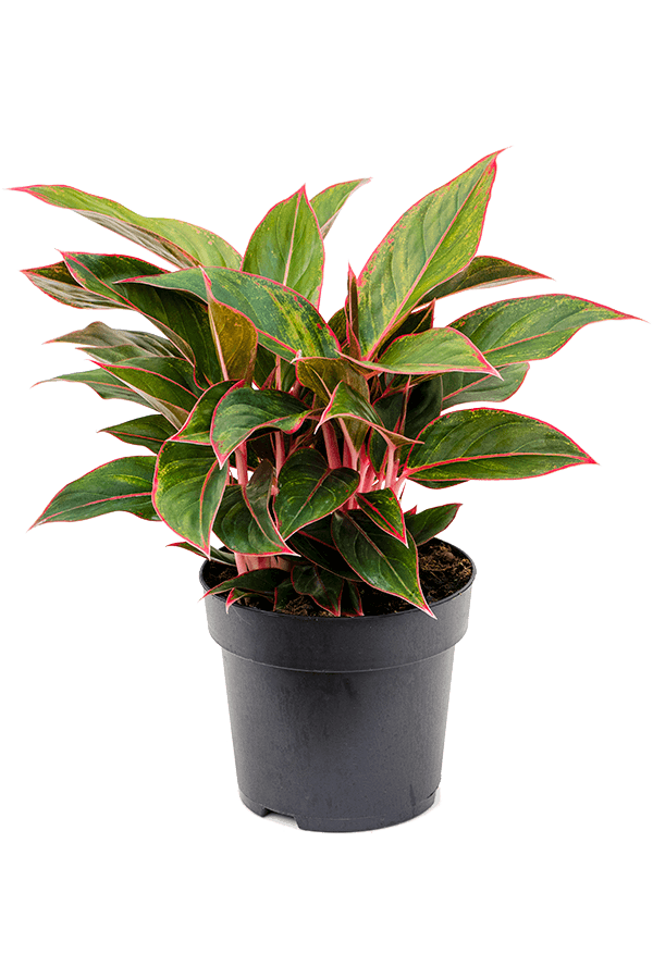 Aglaonema Jungle Red