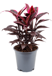 Cordyline Fruticosa Mambo