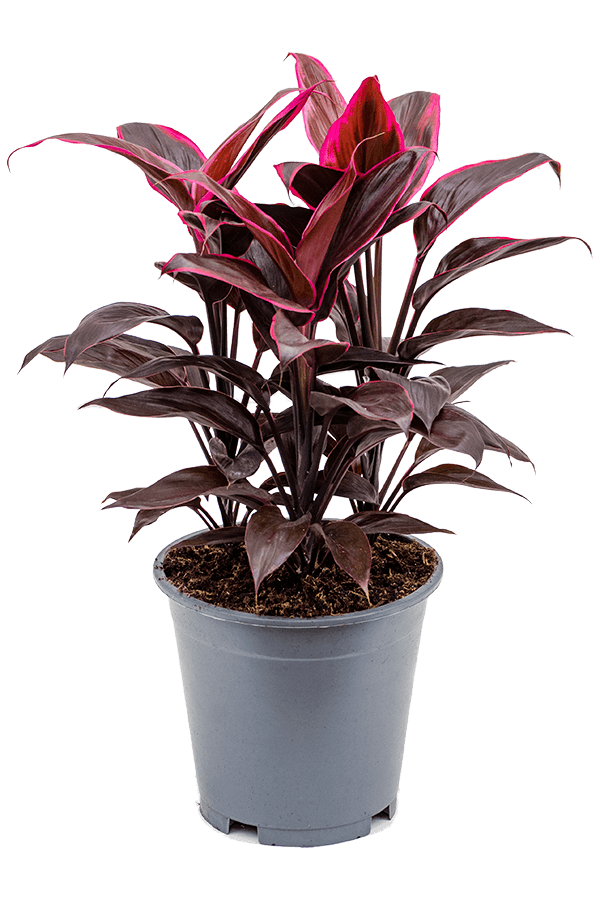 Cordyline Fruticosa Mambo