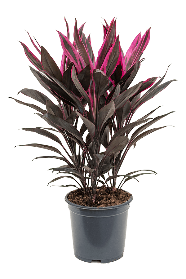Cordyline Fruticosa Tango