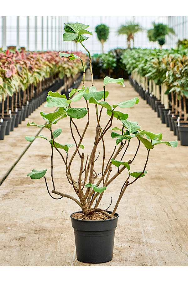 Coccoloba Uvifera (130-150)