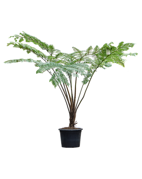 Cyathea