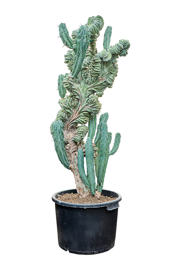 Myrtillocactus Geometrizans Cristata