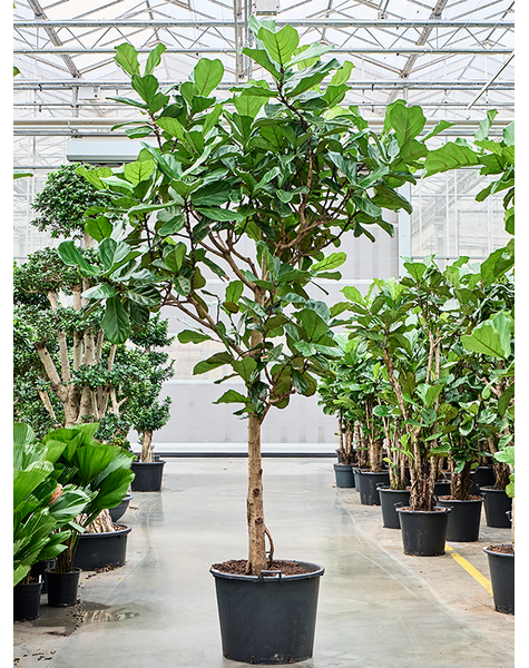 Ficus