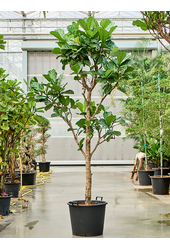 Ficus Lyrata