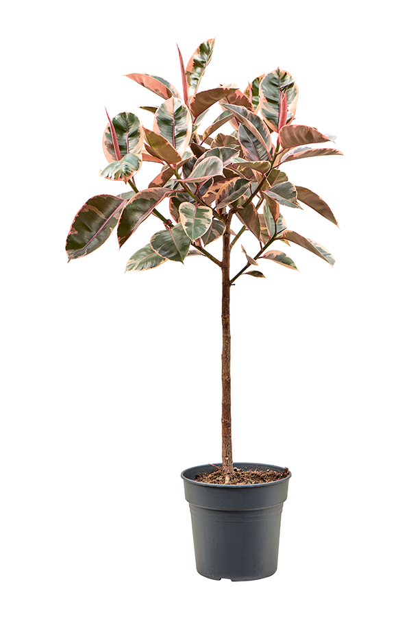 Ficus Elastica Belize (130-150)