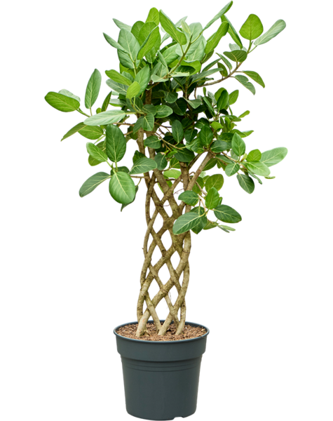 Ficus