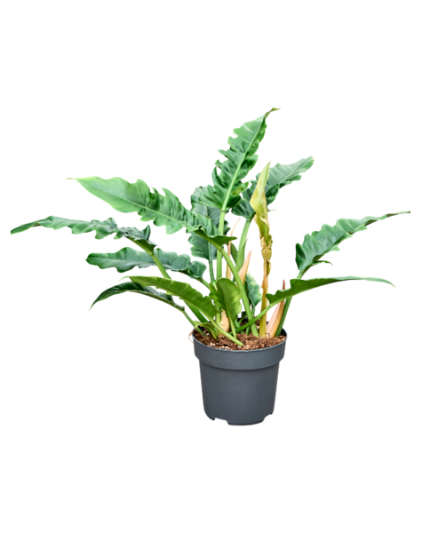 Philodendron
