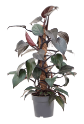 Philodendron New Red