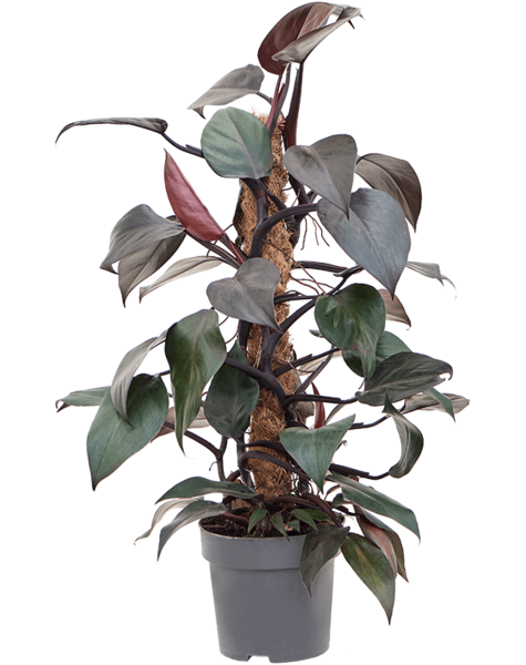 Philodendron