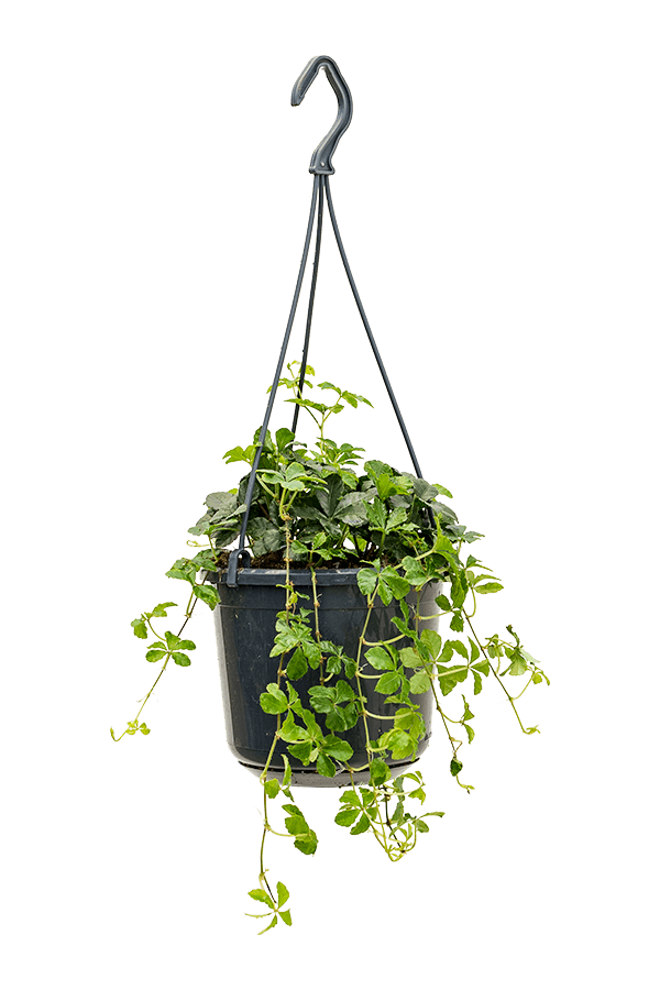 Parthenocissus Striata