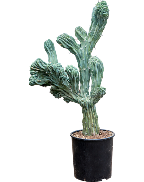 Myrtillocactus