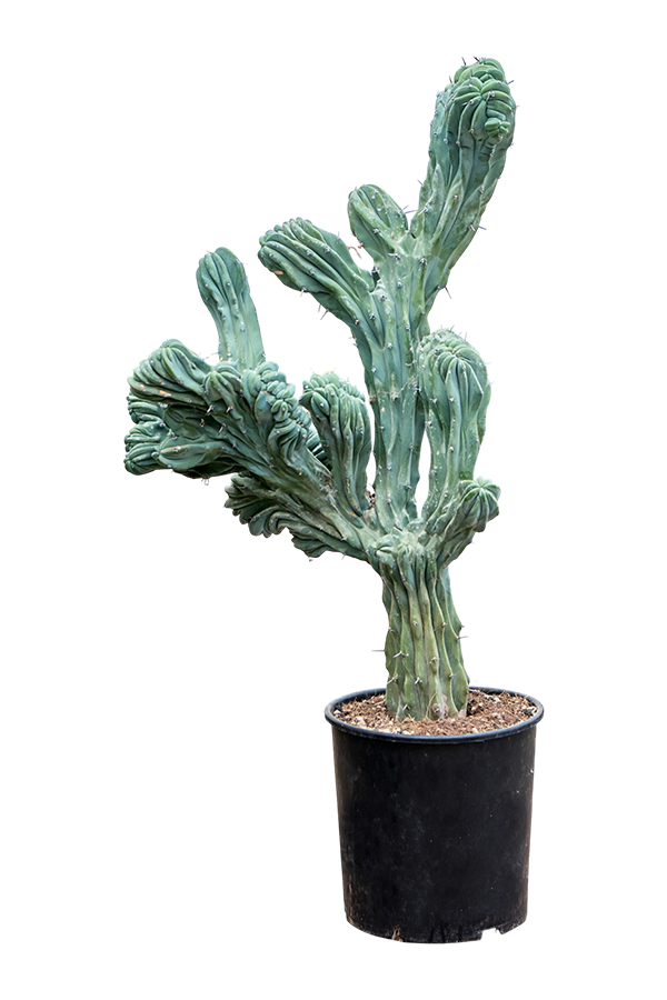 Myrtillocactus Geometrizans Cristata