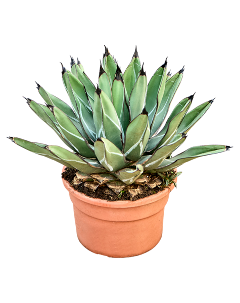 Agave