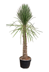 Yucca Filifera