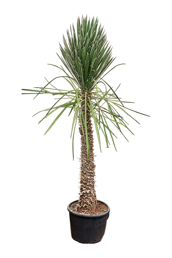 Yucca Filifera