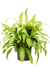 Hydroplant Dracaena Deremensis Bronze