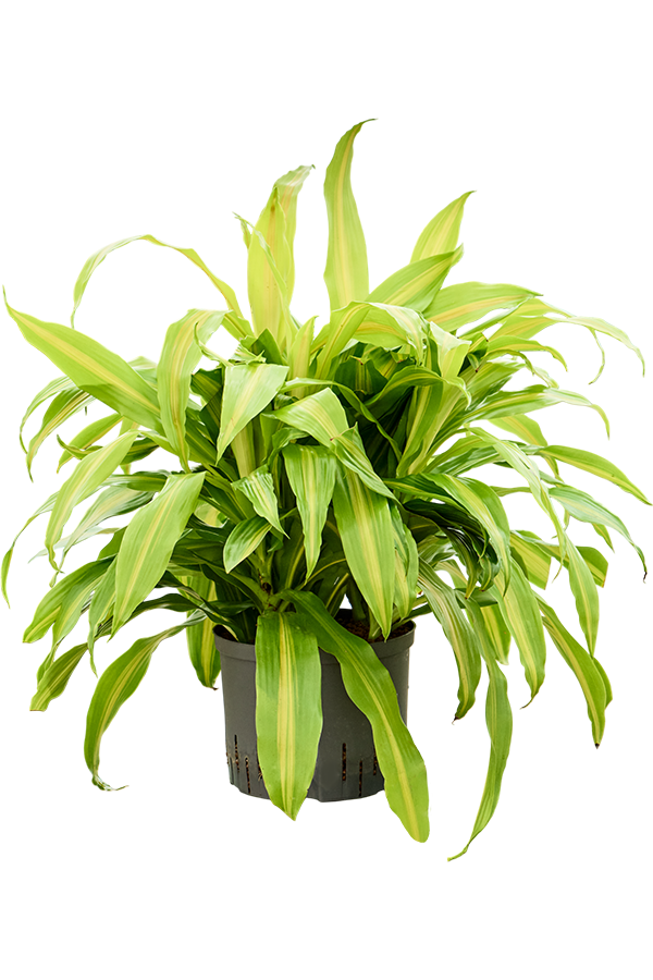 Hydroplant Dracaena Deremensis Bronze