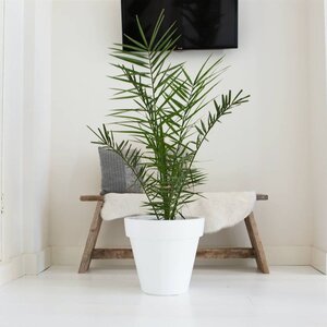 Dadelpalm  | Phoenix Canariens