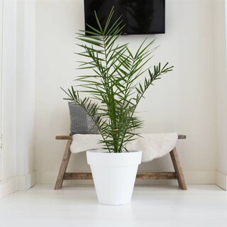 Dadelpalm  | Phoenix Canariens