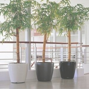 Grote kantoorplanten