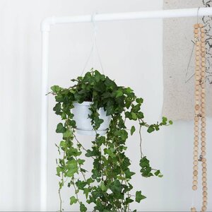 Hangplanten