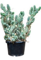 Trichocereus Bridgesii Monstrosus