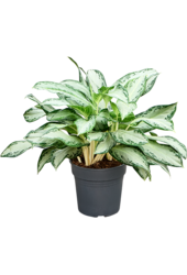 Aglaonema Golden Bay