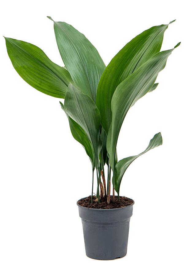 Aspidistra Elatior