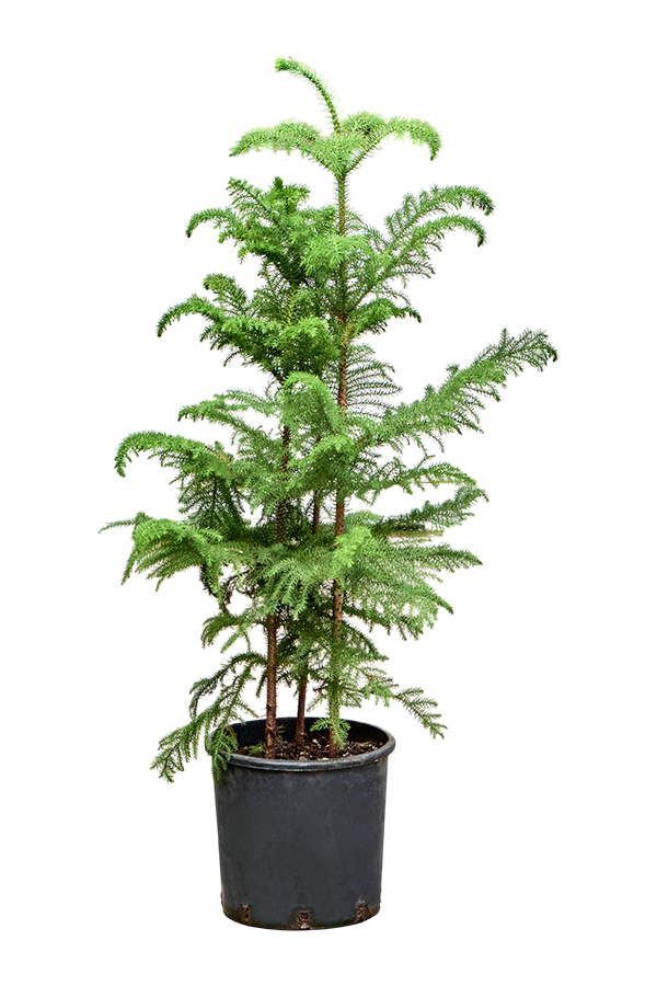 Araucaria Heterophylla (105-125cm)